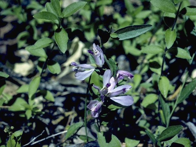 Polygala californica (California milkwort) #6261