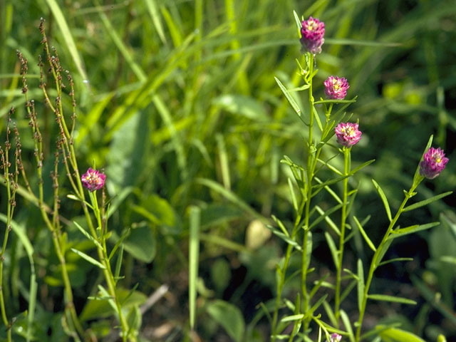 Polygala curtissii (Curtiss' milkwort) #6266