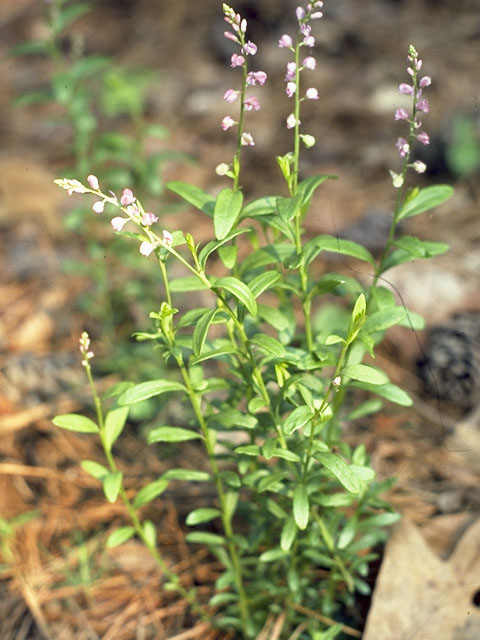 Polygala grandiflora (Showy milkwort) #6267