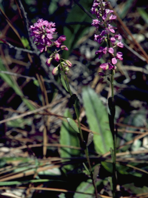 Polygala polygama (Racemed milkwort) #6289