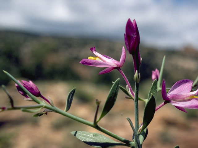 Polygala subspinosa (Spiny milkwort) #6299