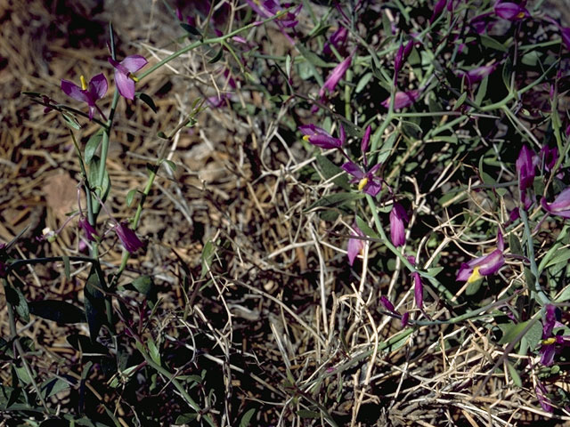 Polygala subspinosa (Spiny milkwort) #6300