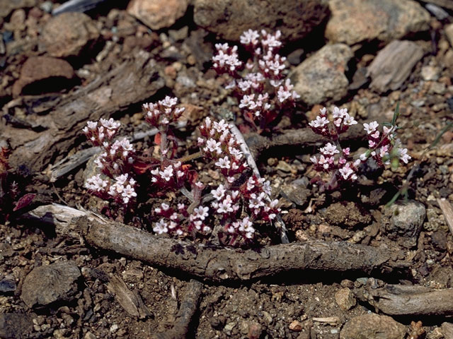 Chorizanthe breweri (San luis obispo spineflower) #6304