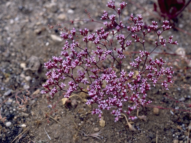 Chorizanthe breweri (San luis obispo spineflower) #6305