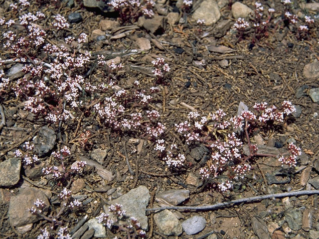 Chorizanthe fimbriata (Fringed spineflower) #6306