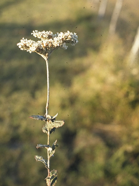 Eriogonum multiflorum (Wild buckwheat) #6330