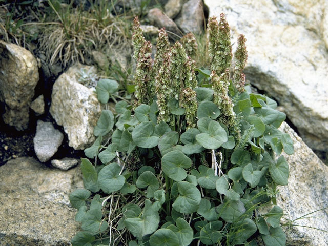 Oxyria digyna (Alpine mountainsorrel) #6363