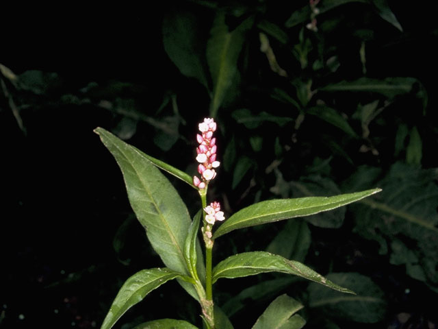 Polygonum amphibium var. emersum (Longroot smartweed) #6372