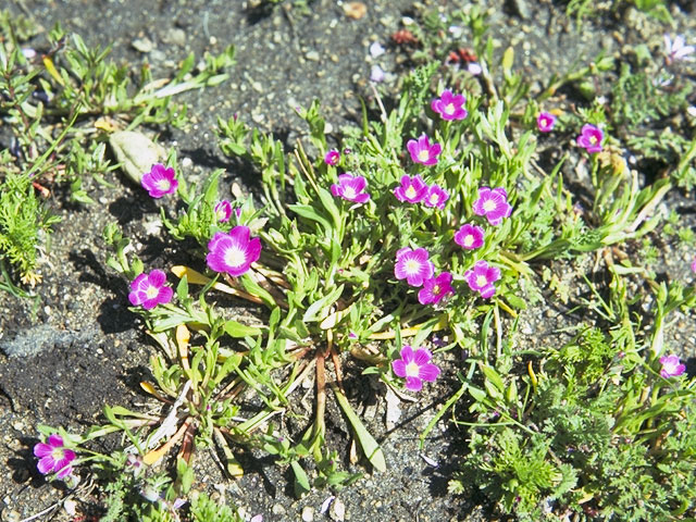 Calandrinia ciliata (Fringed redmaids) #6437