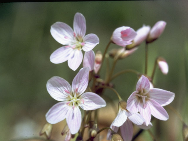 Claytonia virginica (Virginia springbeauty) #6450