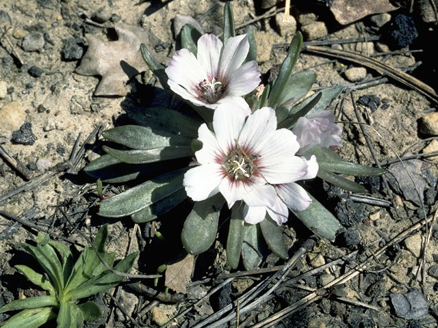 Lewisia brachycalyx (Shortsepal lewisia) #6454