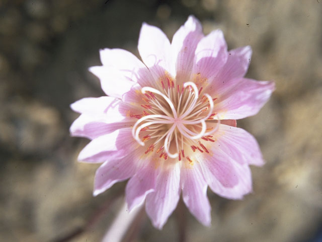 Lewisia rediviva (Bitter root) #6463