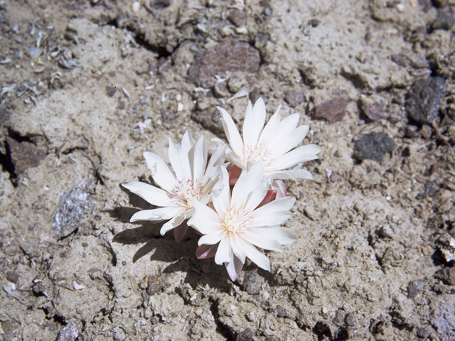 Lewisia rediviva (Bitter root) #6464