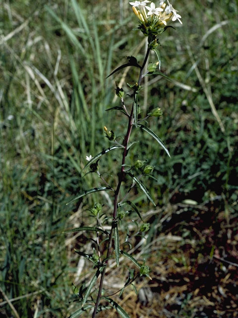 Collomia linearis (Tiny trumpet) #6503