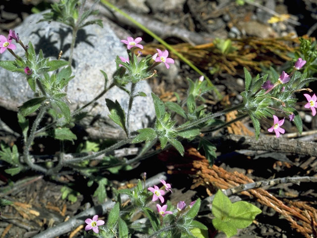 Eriastrum brandegeeae (Brandegee's woollystar) #6516