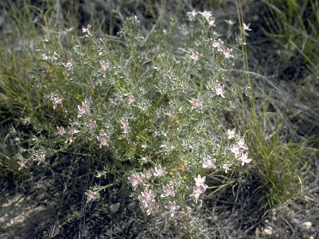 Ipomopsis havardii (Havard's ipomopsis) #6564