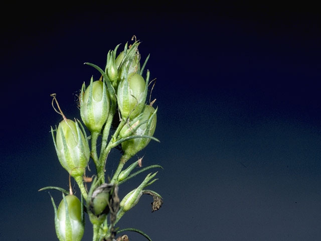 Ipomopsis rubra (Standing cypress) #6579