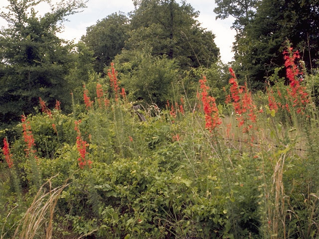 Ipomopsis rubra (Standing cypress) #6586