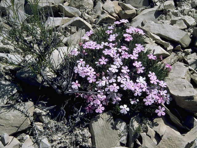 Phlox alyssifolia (Alyssumleaf phlox) #6623