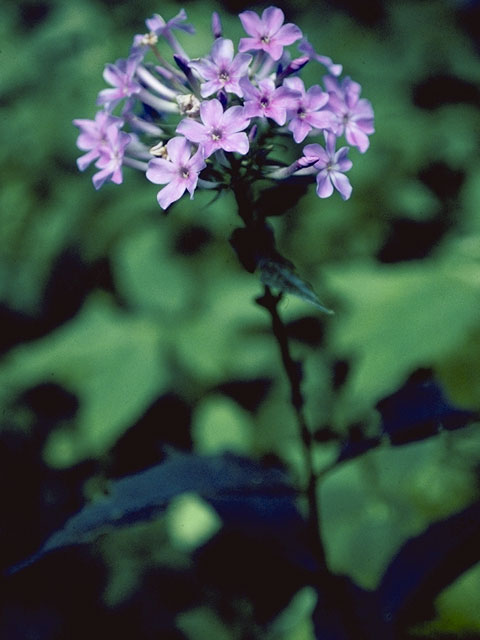 Phlox amplifolia (Largeleaf phlox) #6625