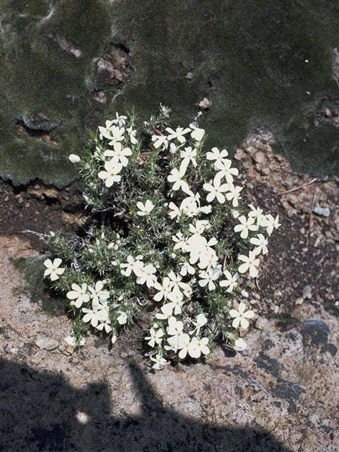 Phlox andicola (Prairie phlox) #6626