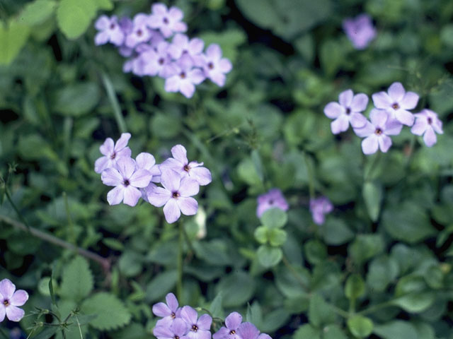 Phlox buckleyi (Swordleaf phlox) #6632