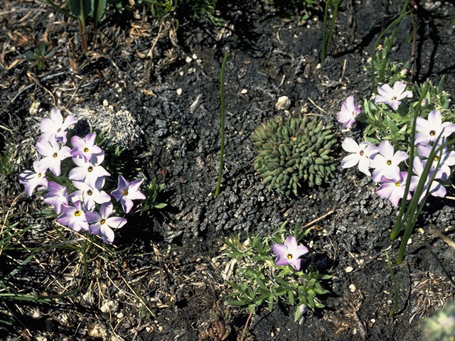 Phlox caespitosa (Tufted phlox) #6633