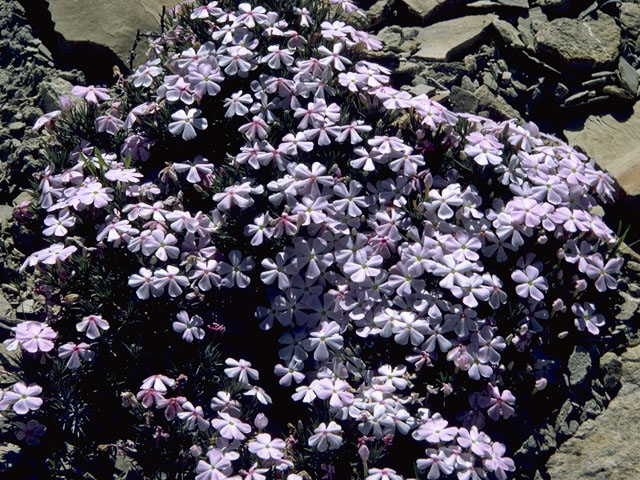 Phlox caespitosa (Tufted phlox) #6634