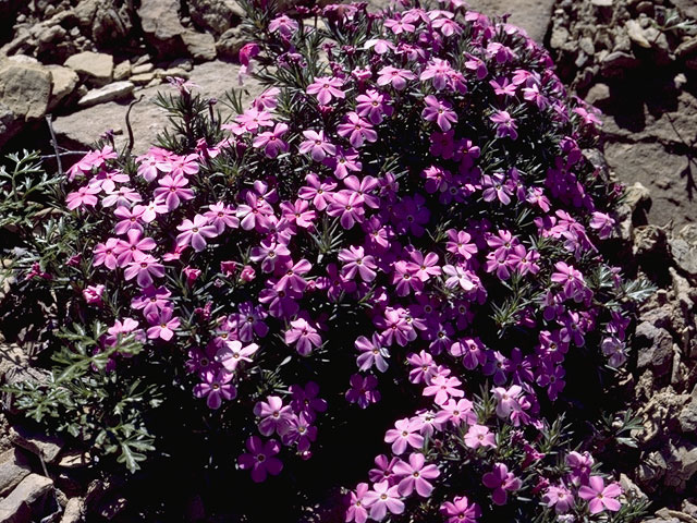 Phlox caespitosa (Tufted phlox) #6635