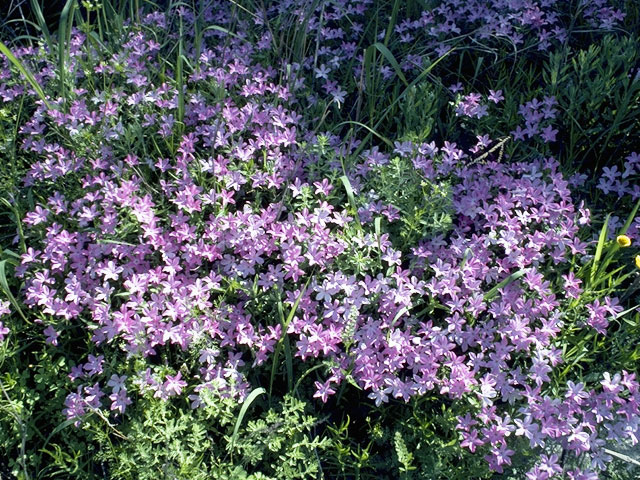 Phlox divaricata (Wild blue phlox) #6642