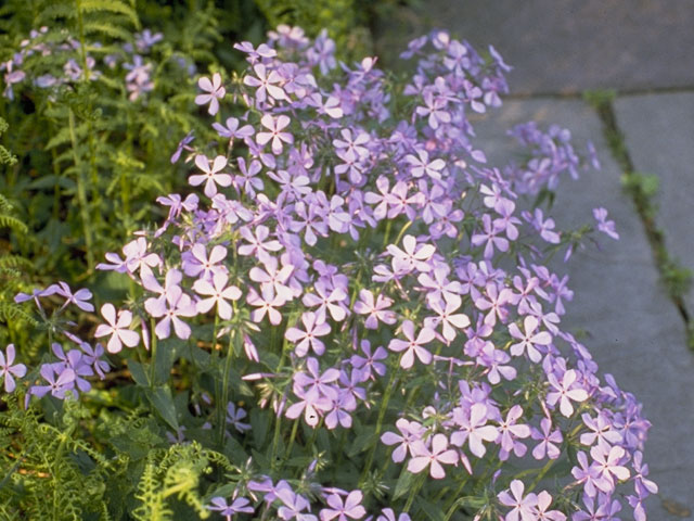 Phlox divaricata (Wild blue phlox) #6645