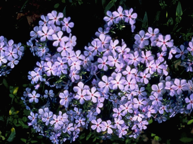 Phlox divaricata (Wild blue phlox) #6647