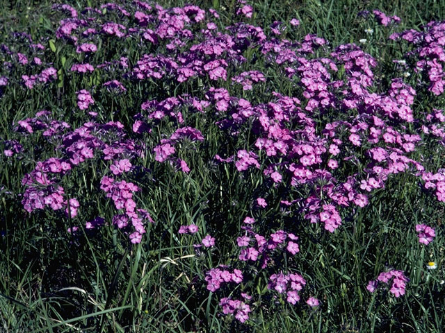 Phlox floridana (Florida phlox) #6658