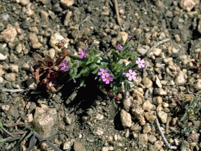 Phlox longifolia ssp. brevifolia (Longleaf phlox) #6667