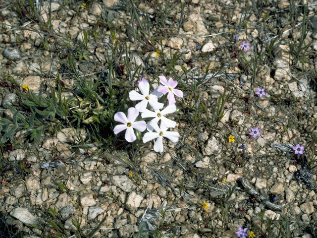 Phlox longifolia ssp. brevifolia (Longleaf phlox) #6669