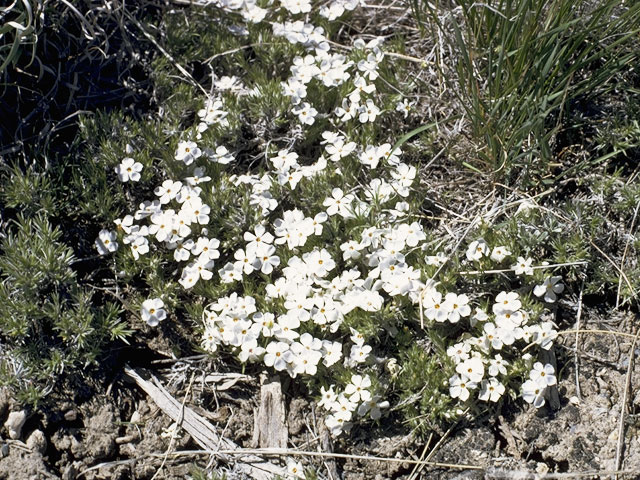 Phlox hoodii (Spiny phlox) #6670