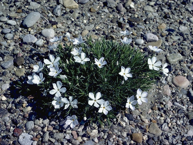 Phlox hoodii (Spiny phlox) #6671