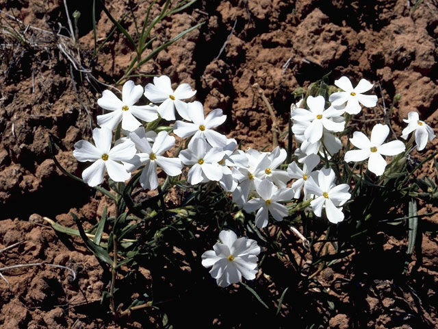 Phlox hoodii (Spiny phlox) #6672