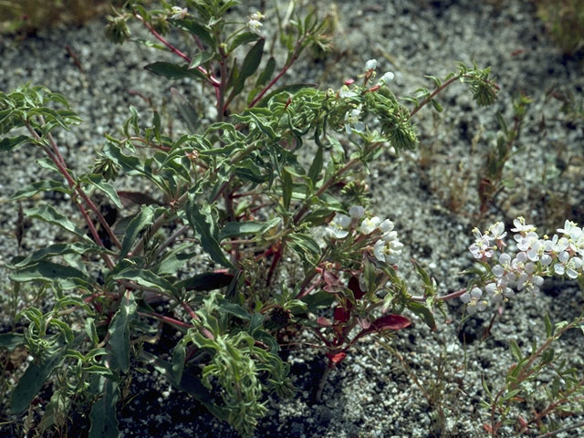 Camissonia refracta (Narrowleaf suncup) #6673