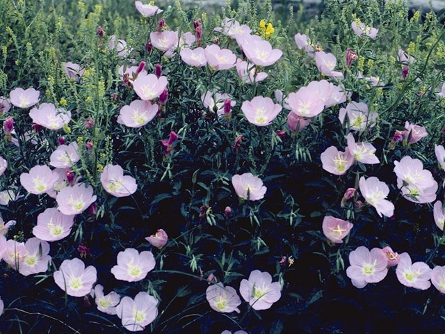 Oenothera speciosa (Pink evening primrose) #6696