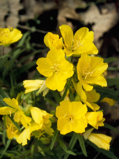 Oenothera fruticosa (Narrowleaf evening-primrose) #6751