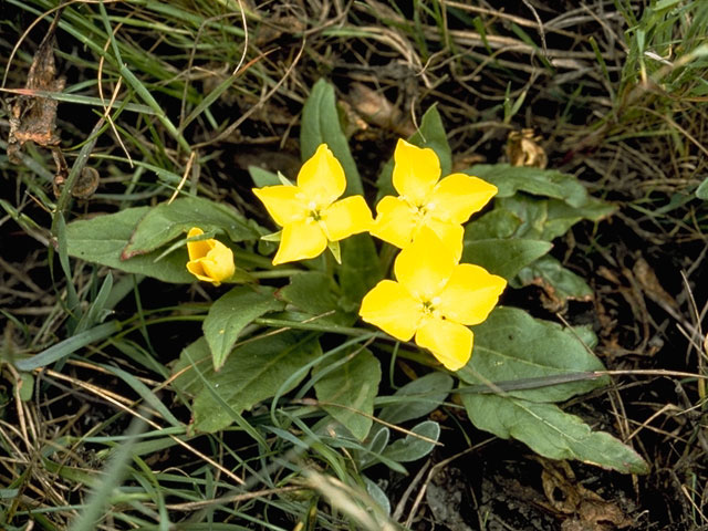 Camissonia subacaulis (Diffuseflower evening-primrose) #6759