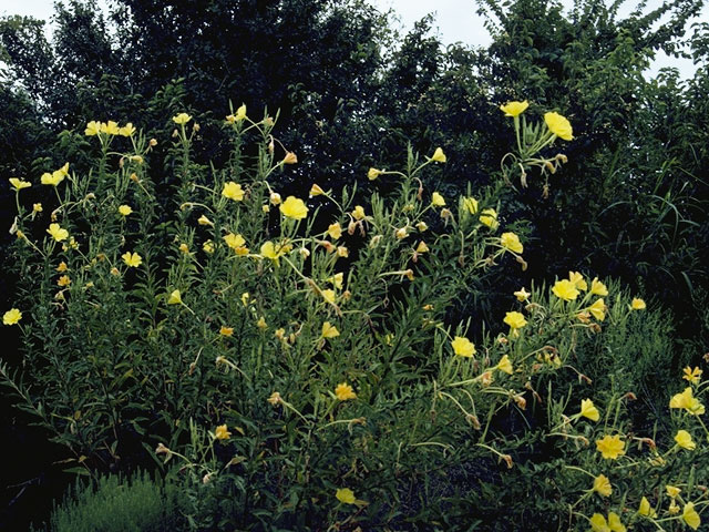 Oenothera elata ssp. hookeri (Hooker's evening-primrose) #6766