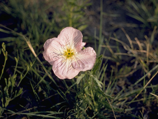 Oenothera kunthiana (Kunth's evening-primrose) #6774