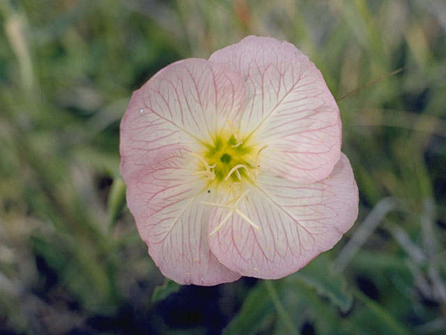 Oenothera kunthiana (Kunth's evening-primrose) #6775