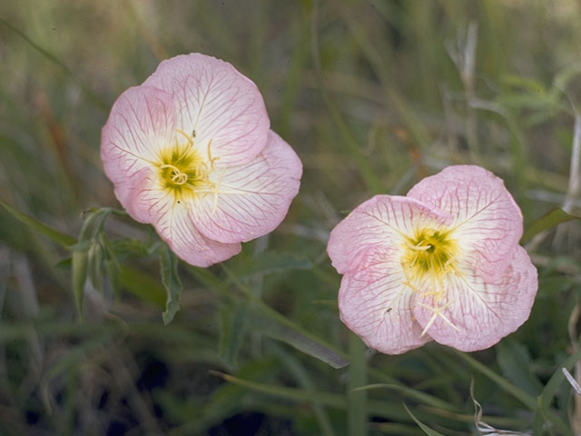 Oenothera kunthiana (Kunth's evening-primrose) #6776