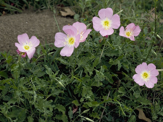 Oenothera kunthiana (Kunth's evening-primrose) #6777