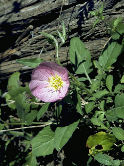 Oenothera kunthiana (Kunth's evening-primrose) #6778