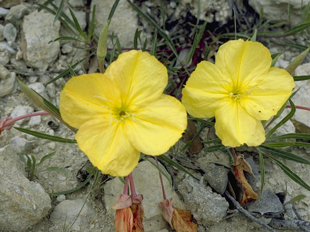 Oenothera macrocarpa ssp. macrocarpa (Bigfruit evening-primrose) #6797