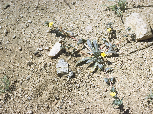 Camissonia palmeri (Palmer evening-primrose) #6810